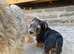 ️️Yorkshire terrier pure LAST BOY Ready rehome