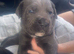 Cane corso puppies chunky