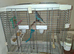 Semi tame 8 week old budgie and cage