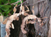 Giant prickly stick insect