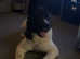 Akita for stud