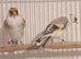 Pied goldfinches