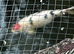 Large multicolour and Koi