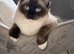 Ragdoll Cat & Kitten