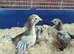 Chocolate/chocolate laced pekins chicks
