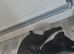 Black labrador puppies
