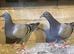 Racing pigeons for sale