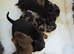 Daschund puppies