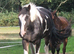 15.3 Warmblood x New forester