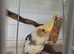 2 cockatiels (not tame)