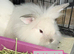 Double Maned Lionheads READY NOW