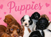 ️️️️️Show type cocker spaniel puppy last blue roan girl