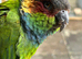 Proven pair blue throated conures