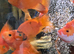 Red Tiger parrots
