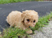 Poochoon pups