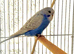 2 Beautiful baby budgies for sale in Swansea