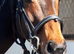 7year old 16.1 bay gelding throughbred