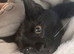 Cat female 1 years old