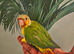 Hand reared baby pinapple conure