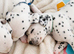 Beautiful Dalmatian puppies