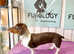KC Chocolate & Tan Piebald Mini Dachshund Stud &pound;150