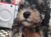 Toy Poodles for sale