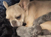 French bulldog cross Chihuahua