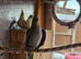 Cockatiels and Kakarikis