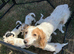 Ready to leave on the 24 th stunning pups