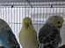 6 beautiful baby budgies looking for forever homes