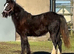 Welsh Partbred Filly