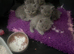 British short hair kittens