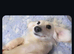 Stunning snow white cream miniature Dachshunds kc registered