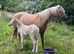 Mare and foal