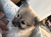 Pomeranian puppies