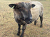 Coloured Ryeland Ram