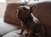 Frenchie cross pug