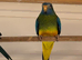 Baby Splendid grass parakeets