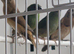 Blue faced parrot finches
