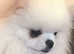 KC Registered Tiny 2kg Pomeranian For Stud