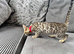 Stunning full pedigree registered bengal kitten