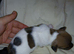 Jack russell puppies
