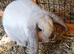 Sallader mini lop baby girl ready now