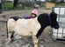 Registered Shetland Gelding perfect kids pony