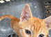 Savannah F6 kittens
