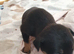 Puppies