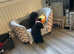 Toy poodle 9weeks old