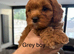 F1 Cavapoo&rsquo;s ready to go - 1 boy & 3 girls