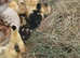 10 1 week old chocolate Muscovys ducklings