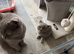 British short hair kittens